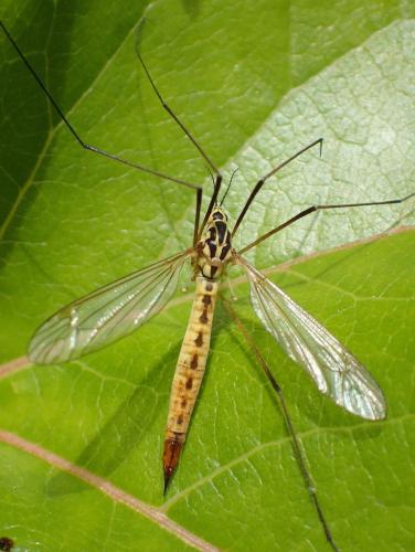 Nephrotoma flavescens